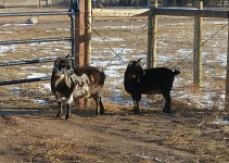 Goaties search for a place where other animals live here.