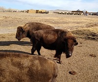 A steel-plated train makes its way through a herd of these respectfully large cows.