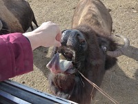 Někdo v zimě sype ptáčkům, ve Wyomingu krmíme bizony.