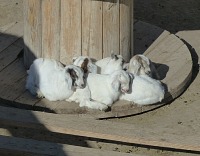 They have already five baby goats at Terry Ranch.