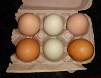 Light brown eggs are from Jet, blue from Sasha a dark spotty ones from Pepper.