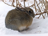 Even our court rabbit thinks it's really cold.