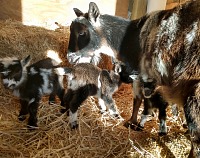 Twilight and triplets in the sun of the first day.