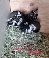 Triplets cause much mischief — turned a hay bin into their bed.