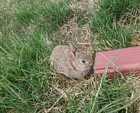 Baby rabbit.