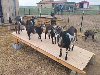 Our baby goats are growing up strong — here they supervise repairs of the door.