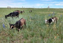 The prairie grew grass at lightning speed — and burst into flowers.