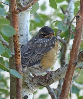 Just one baby bird survived.