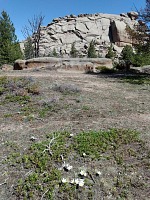 Spring arrived to 8,500 ft — pulsatillas blooming.