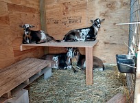 Goaties received another shed upgrade — bunks.