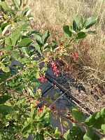 To my surprise our tiny choke cherries brough some fruit.