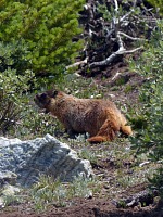 Marmot.