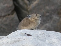 Pika was angrily whistling at us.