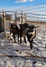 Goaties did not like it a bit.