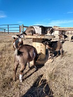 Our nice neighbor donated spools for our goaties.