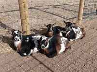 Goaties use a warm December to relax — left to right Mick, Freddy, Bonnie and their mom Twilight.