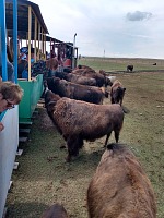 Bison on the ranch.