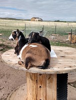 Goaties have it good.