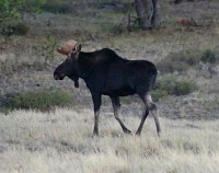 Running into a moose in their heat season was not very pleasant.