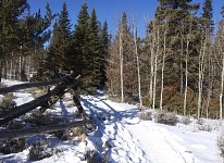 Forest held on to some of the snow.