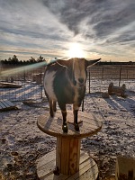 After Christmas even our goats laugh at temperature.