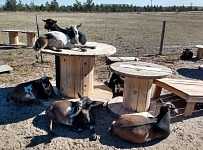 One day the goaties sunbathe...