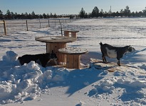 Goats are somewhat sour on account of all the heaps of snow.