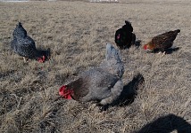 In breaks between storms we try to take the animals out on the pasture.