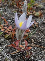 And pasqueflowers bloomed.