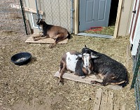 Goaties appreciate spring sunshine.