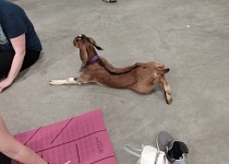 Some baby goats take goat yoga very literally.