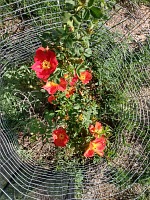 Orange Austrian rose.