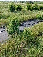 Wild rose decided to go feral and sent an offshoot into the prairie.