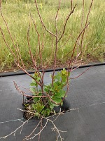 Chokecherries did not give up, fixing last year's aphid damage.