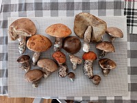 Family lured me to go mushroom-hunting.