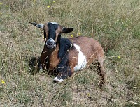 Bonnie finally became a properly registered purebreed goat.