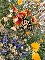 My gardening triumph is best appreciated by migrating monarchs.