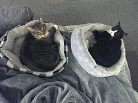 The cats grasped the concept of bedding much more eagerly and quickly than the concept of crawling through a cat door.