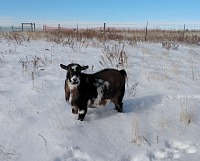 Mick also couldn't wait for winter; he likes to wander in fresh snow.