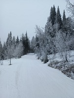 Snow came in mid-April, and combined with frost it looked promising.