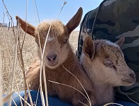 I had to open a goat kindergarten to let Bonnie graze a little.