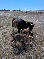 Boys received basic lessons in grazing - what to eat what to rather avoid.