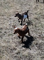 Over time they'll grow into capable and self-reliant goats.