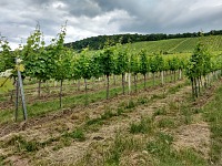 We walked among vineyards to get dinner.