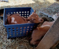 Rory will be a horned goat, but we hope he will stay as cute as he is now.