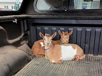 Ozzy and Rory going to the vet.