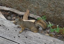 A squirrel along the trail to Popo Agie Falls.