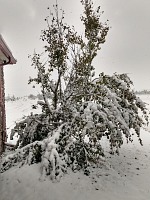 Obávala jsem se, že stromek, který zapomněl shodit listy, skončí s polámanými větvemi.