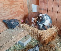 Goaties and chickens have a warm shed (Toadie and Freddy). Goaties and chickens have a warm shed (Toadie and Freddy).