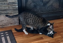 Hugo and Guido sometimes play cat games. Hugo and Guido sometimes play cat games.